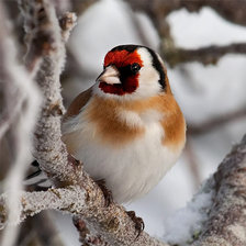 Схема вышивки «Щегол»