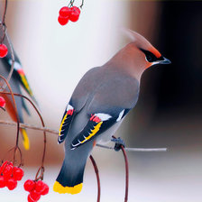 Схема вышивки «Свиристель»