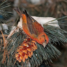 Схема вышивки «Клест»