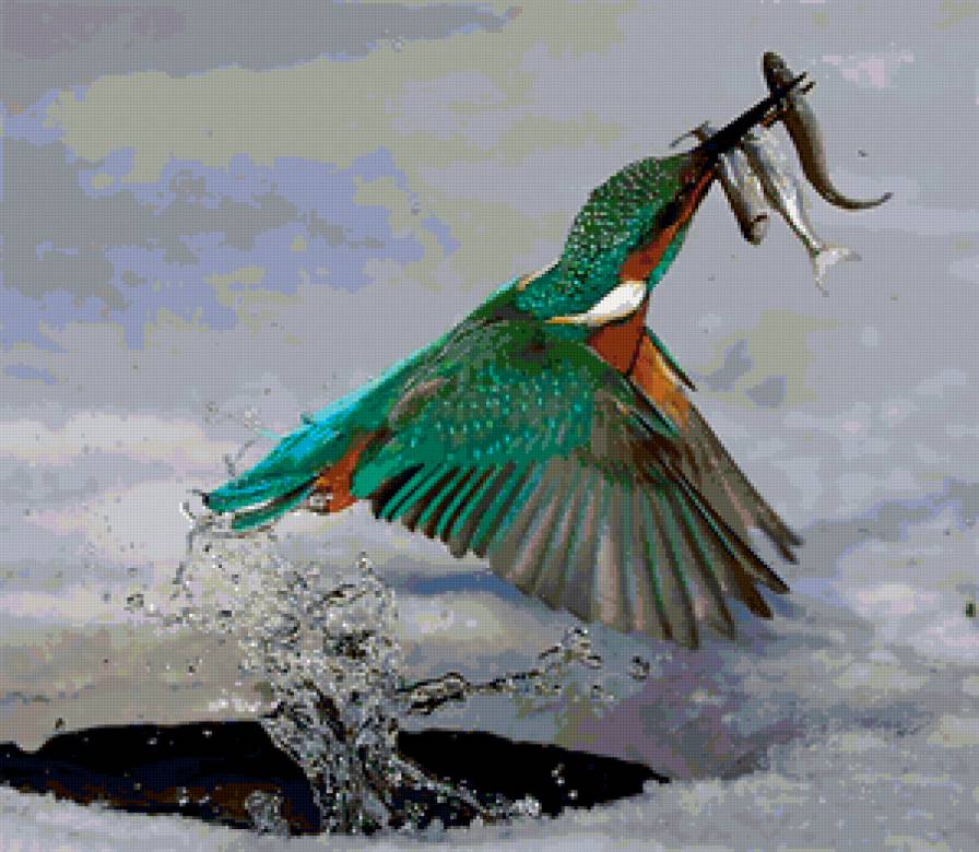 Зимородок - зимородок, птицы - предпросмотр