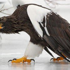 Схема вышивки «Орел»