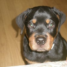 Схема вышивки «Щенок Ройка»