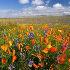 Схема вышивки «поля Алтая»