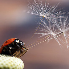 Схема вышивки «просто красиво»