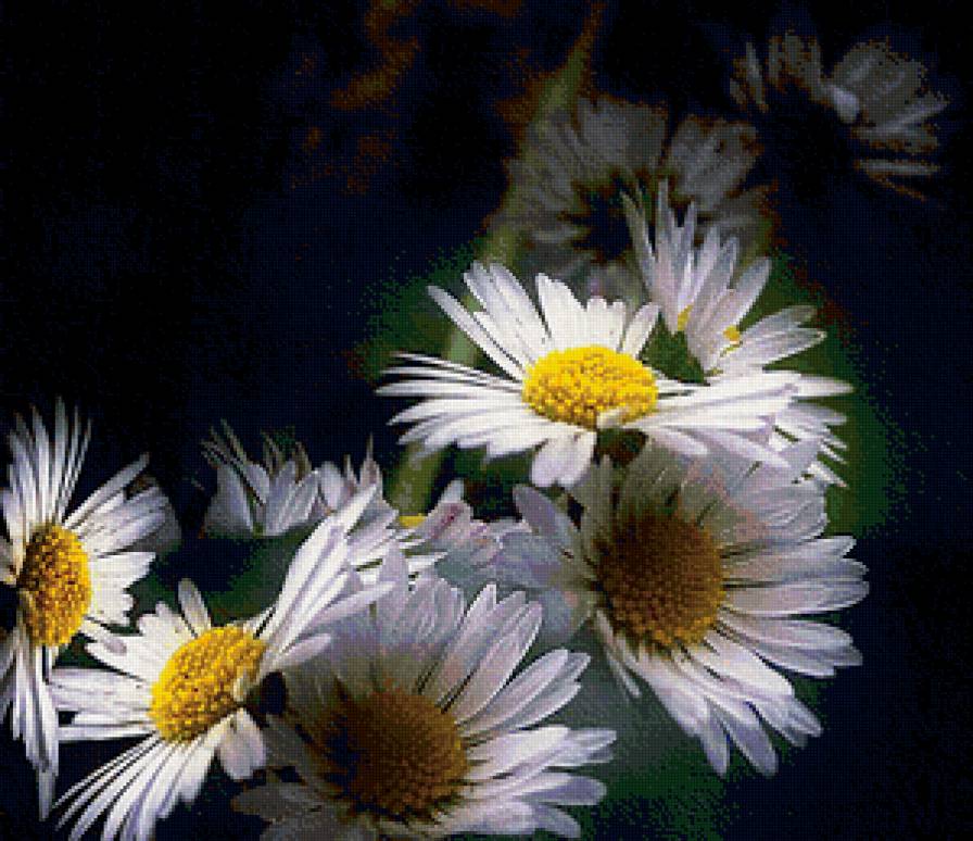 ромашки на черном - цветы - предпросмотр