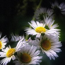 Схема вышивки «ромашки на черном»