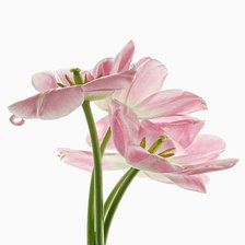 Схема вышивки «подарок свекрови»