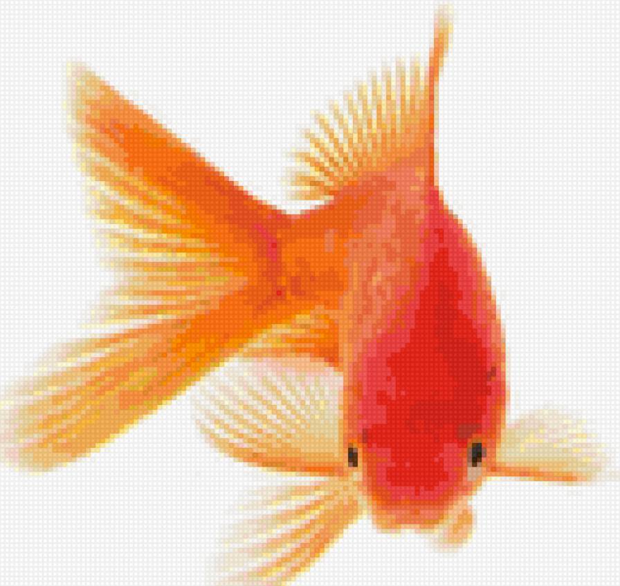 золотая рыбка - рыбка - предпросмотр