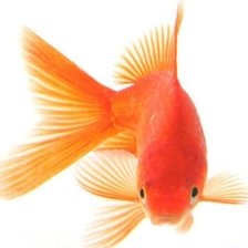 Схема вышивки «золотая рыбка»