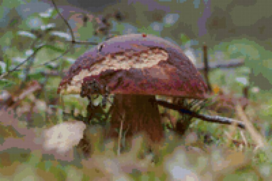 грибы - лес, лето, грибы - предпросмотр