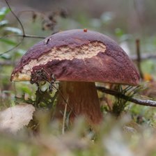 Схема вышивки «грибы»