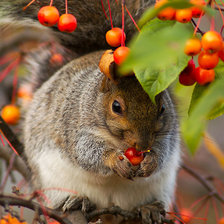 Схема вышивки «№90679»