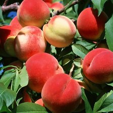 Схема вышивки «№90699»