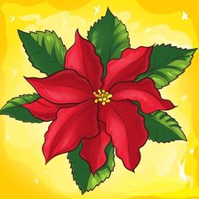 пуансеттия