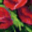 Предпросмотр схемы вышивки «маки» (№91166)