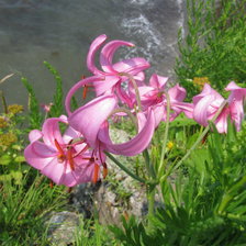 Схема вышивки «розавая лилия»