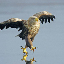 Схема вышивки «птичка»