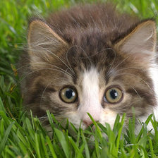 Схема вышивки «Котик в травке»