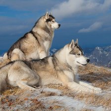 Схема вышивки «Хаски»