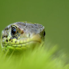 Схема вышивки «Ящурка»