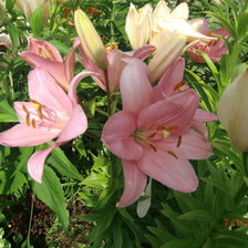 Схема вышивки «Лилии»