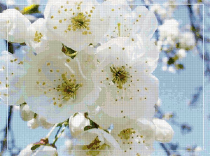 Цветение - весна, цветы - предпросмотр