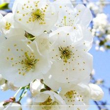 Схема вышивки «Цветение»