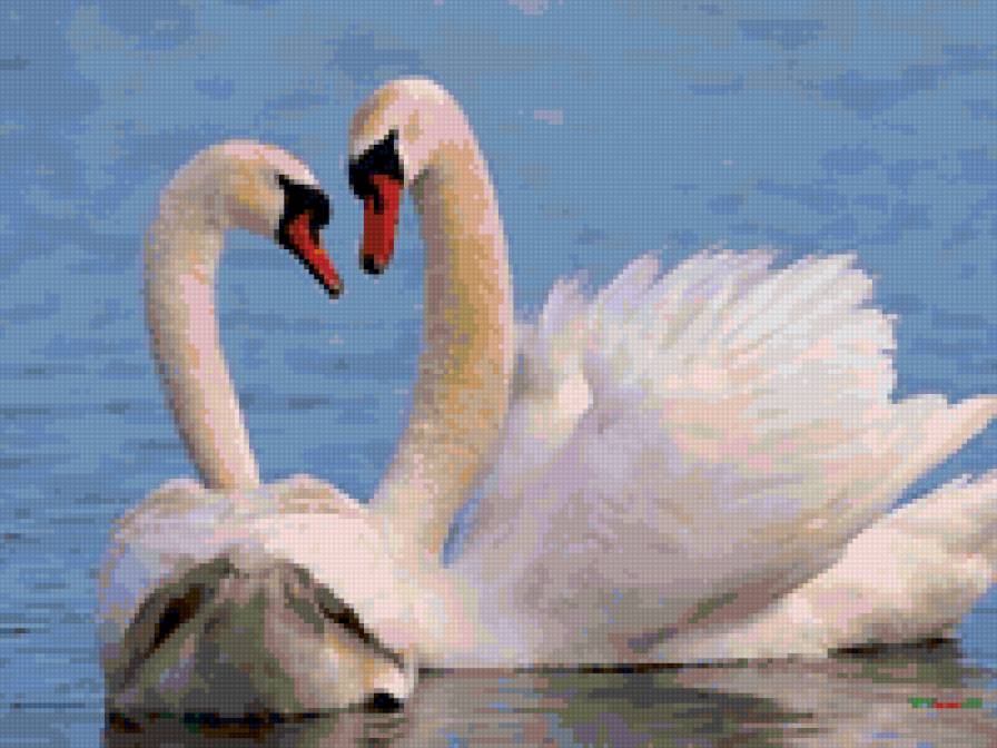 лебединая любовь - вода, птица, лебедь, пара - предпросмотр