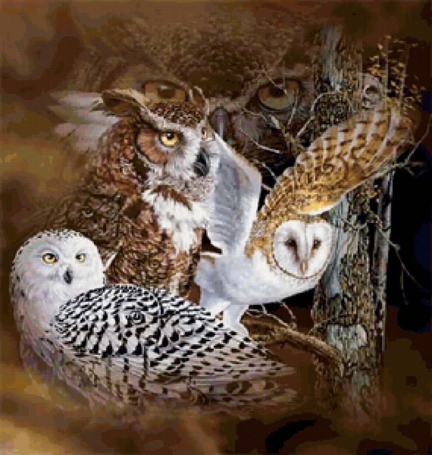 Стивен Гарднер - хищник, сова, птица - предпросмотр