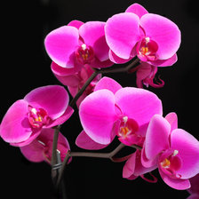 Схема вышивки «Ветка орхидеи»