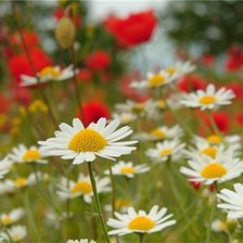 Схема вышивки «Летний луг»