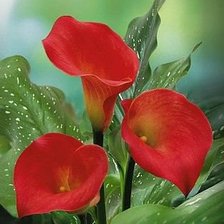 Схема вышивки «цветы»