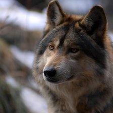 Схема вышивки «Зимний волк»