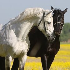 Схема вышивки «лошади»