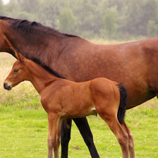 Схема вышивки «Лошадь с жеребенком»