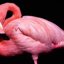 Фламинго