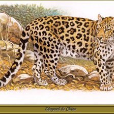 Схема вышивки «56»