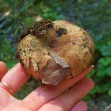 Схема вышивки «Грибок»