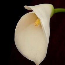 Схема вышивки «калл»