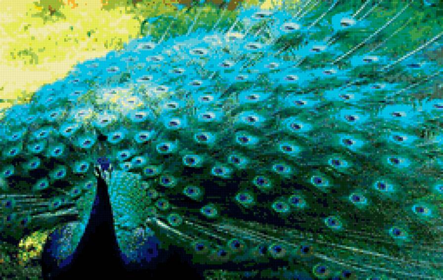 павлин - птица, павлин - предпросмотр