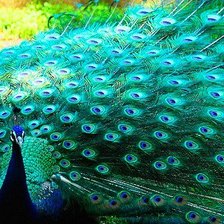 Схема вышивки «павлин»