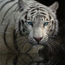 Схема вышивки «Серия "Большие кошки"»