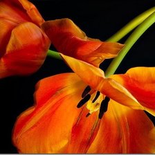 Схема вышивки «цветы»