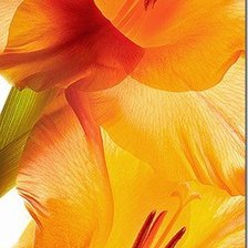 Схема вышивки «цветы»