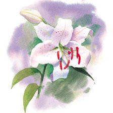 Схема вышивки «белая лилия»