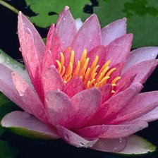 розовый лотос