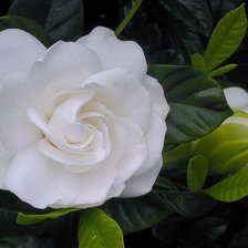 Схема вышивки «Розы»