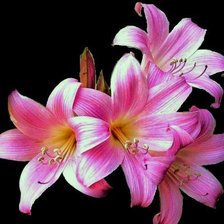 Схема вышивки «Лилии»