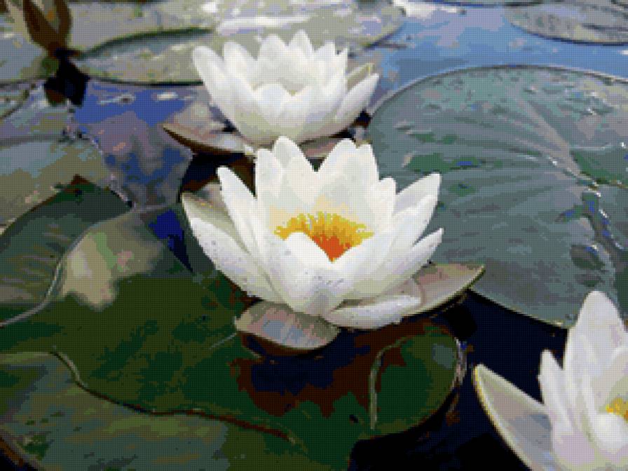 Лотосы - вода, цветы, природа - предпросмотр