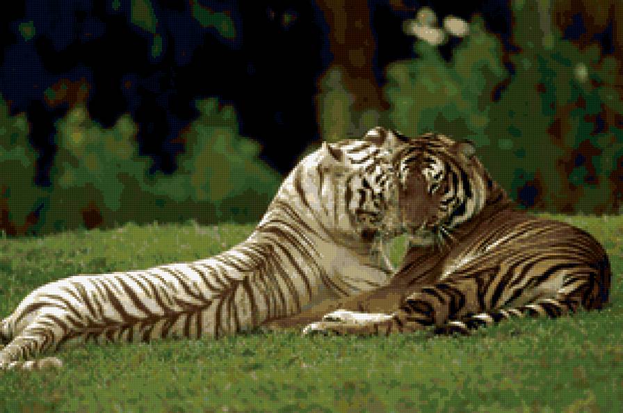 тигры - тигры - предпросмотр